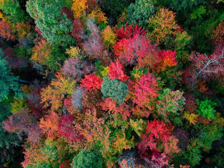 Aerial Drone view of overhead colorful fall in Asheville NC