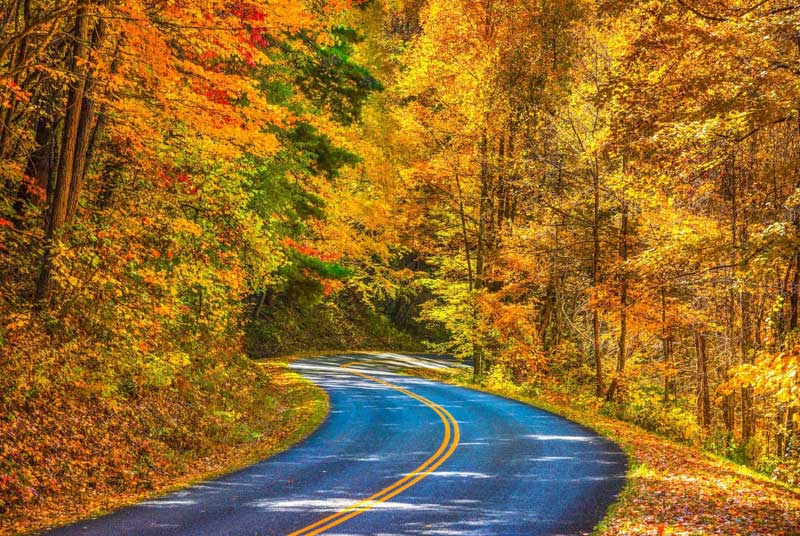 Curvy section of the Blue Ridge Parkway during peak leaf season with yellow trees all around