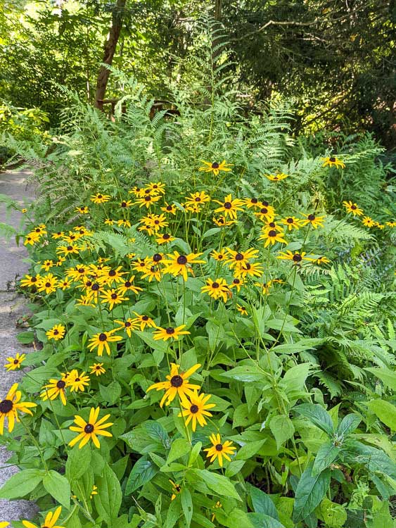 Group of daisies at the botanical gardens