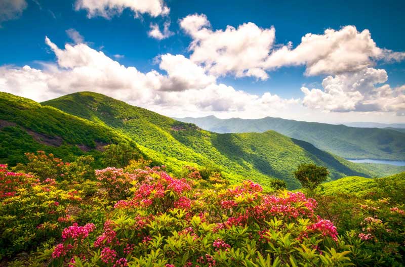 Rhododendrons blooming at Craggy Gardens with mountains in the background