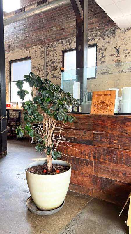 Summit Coffee Co's RAD location has an industrial feel, with brick walls and concrete floors. A green house plant sits in front of a wooden bar area.