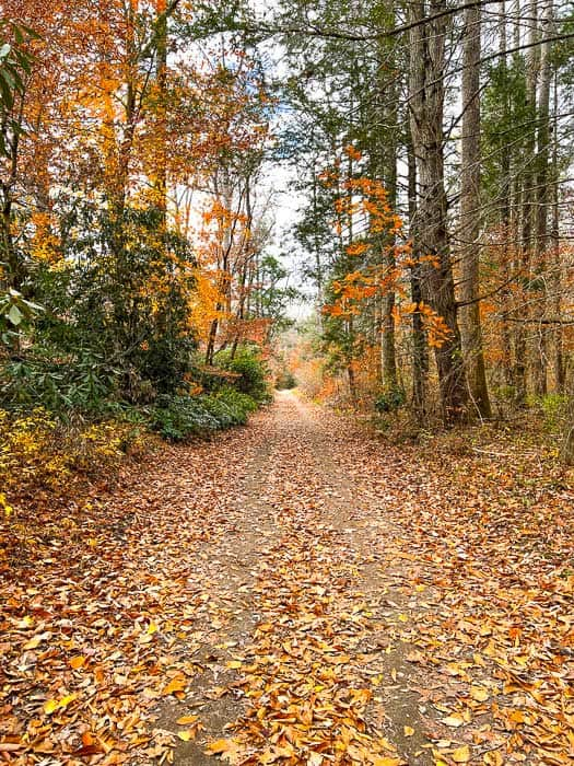 Art Loeb Trail surrounded by orange and green trees