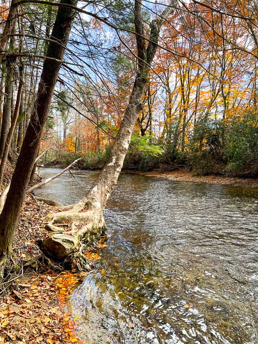 The banks of the Davidson River at the Art Loeb Trailhead