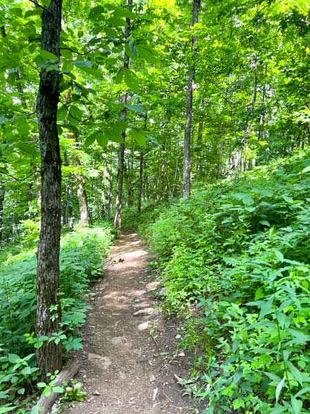 Bearwallow Mountain hiking trail.