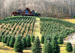 Christmas Tree Farms Near Asheville: Your 2025 Guide - When In Asheville
