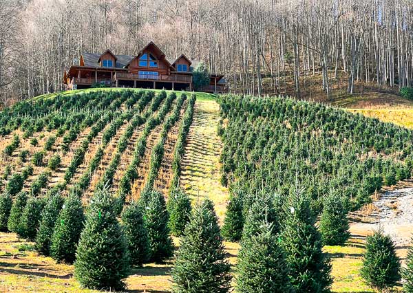 Christmas deals tree farms