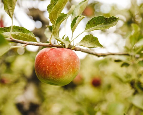 Apple on a tree at Jeter Mountain Farm near Asheville NC