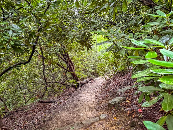 Masters Park to Haw Creek Valley Overlook Trail through rhododendrons.