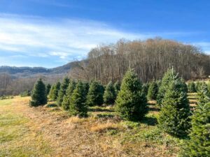 Christmas Tree Farms Near Asheville: Your 2025 Guide - When In Asheville