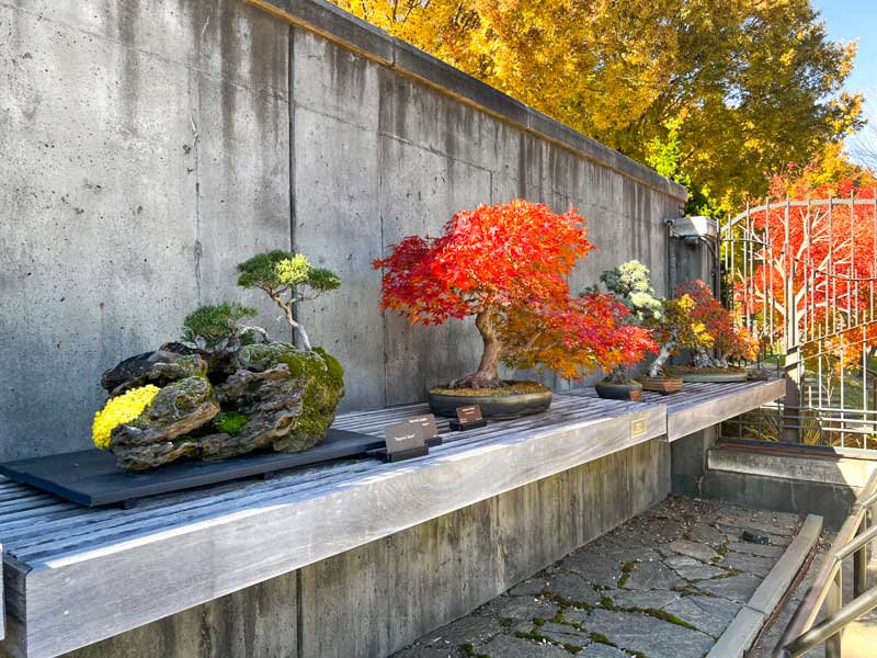 Bonsai trees at NC Arboretum