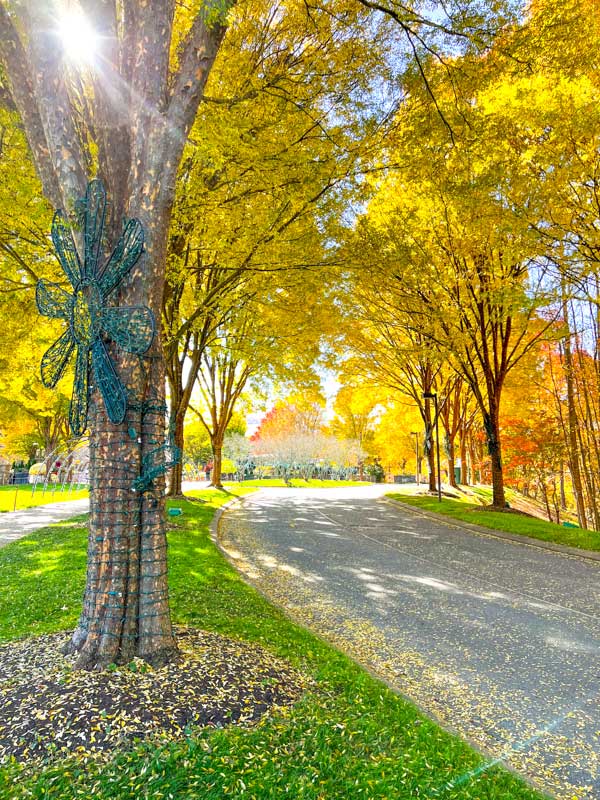 yellow leaves in fall at NC Arboretum