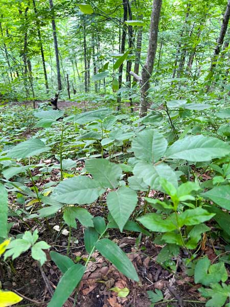 Poison ivy on the side of the trail at Bearwallow Mountain.