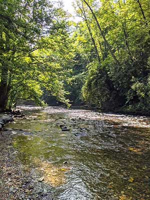 The Davidson River at Sycamore Flats