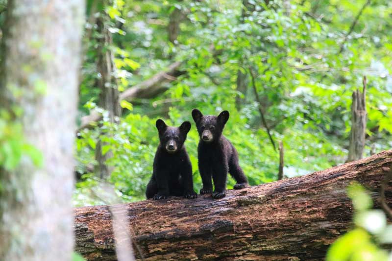 Twin black bear cubs in the woods