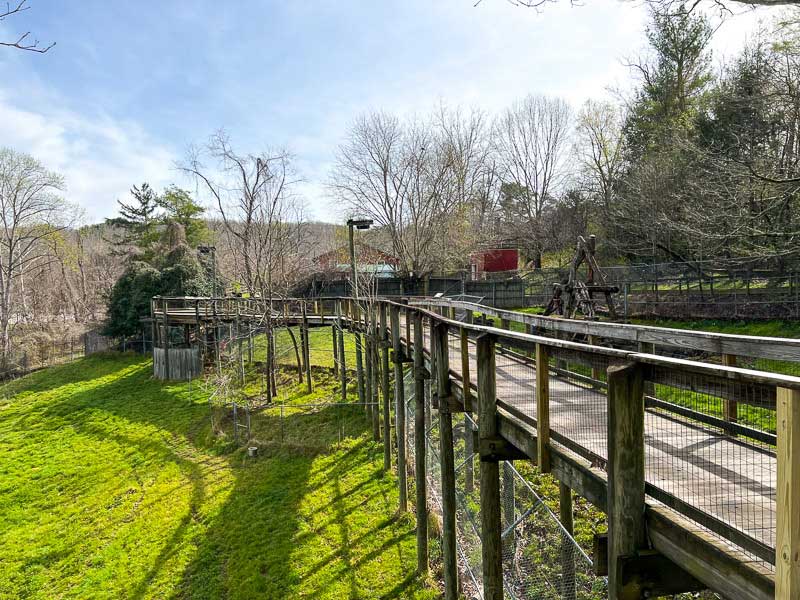 Boardwalk over the black bears at the WNC Nature Center