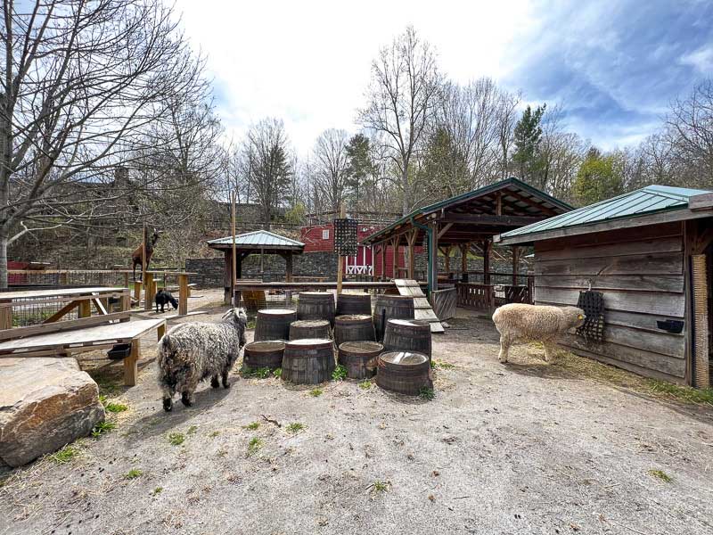 Farm animals at the WNC Nature Center in East Asheville